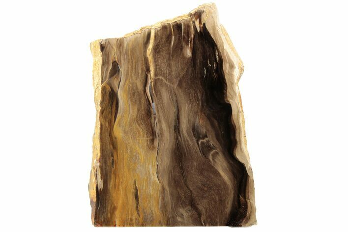 Polished, Petrified Wood (Metasequoia) Stand Up - Oregon #185135